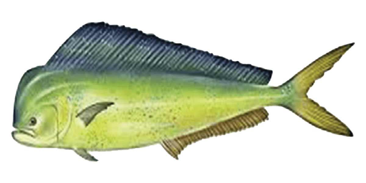 dorado