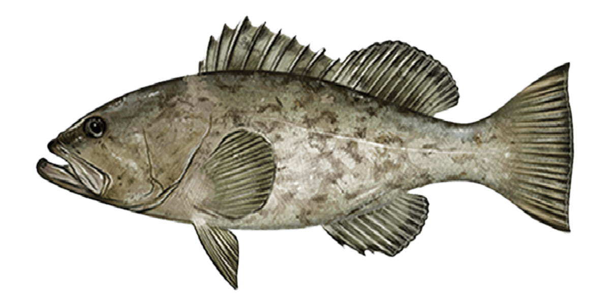 grouper