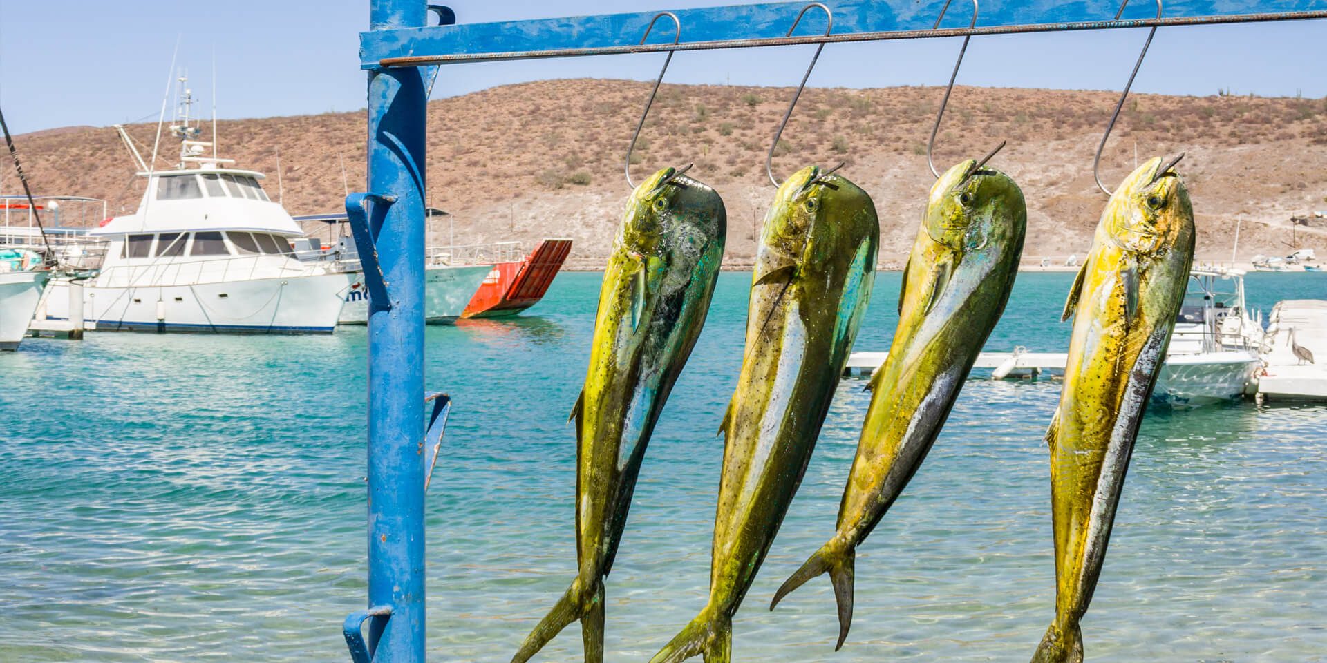 Freshly caught dorado fish held up in front of the ocean, with fishing boats anchored in the background.