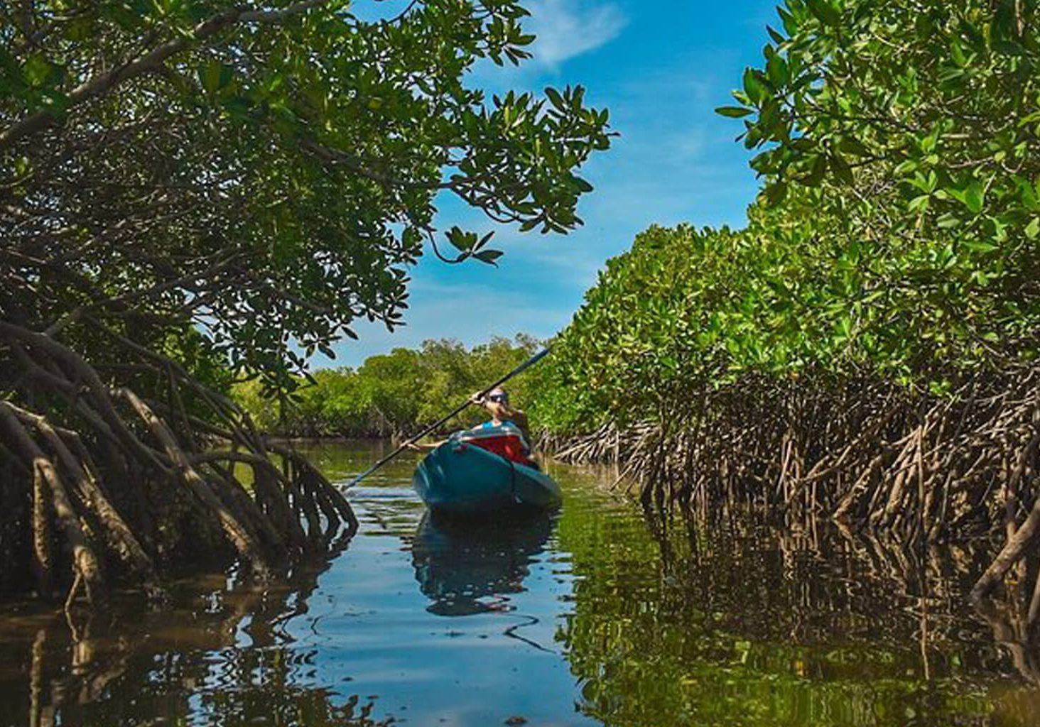 Person kayaking through the serene turquoise waters near La Paz, surrounded by peaceful bays and lush mangroves.