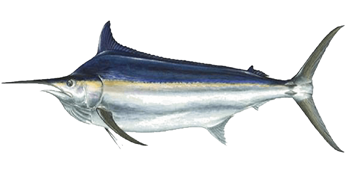 marlin