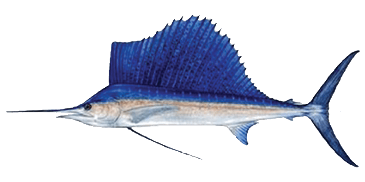 sailfish