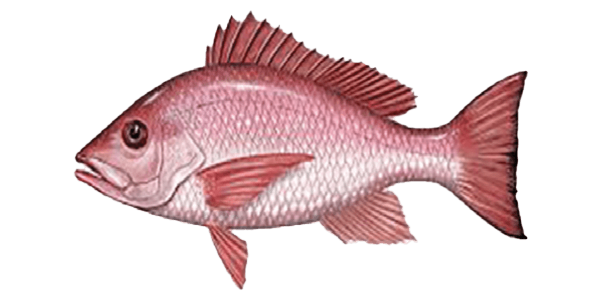 snapper