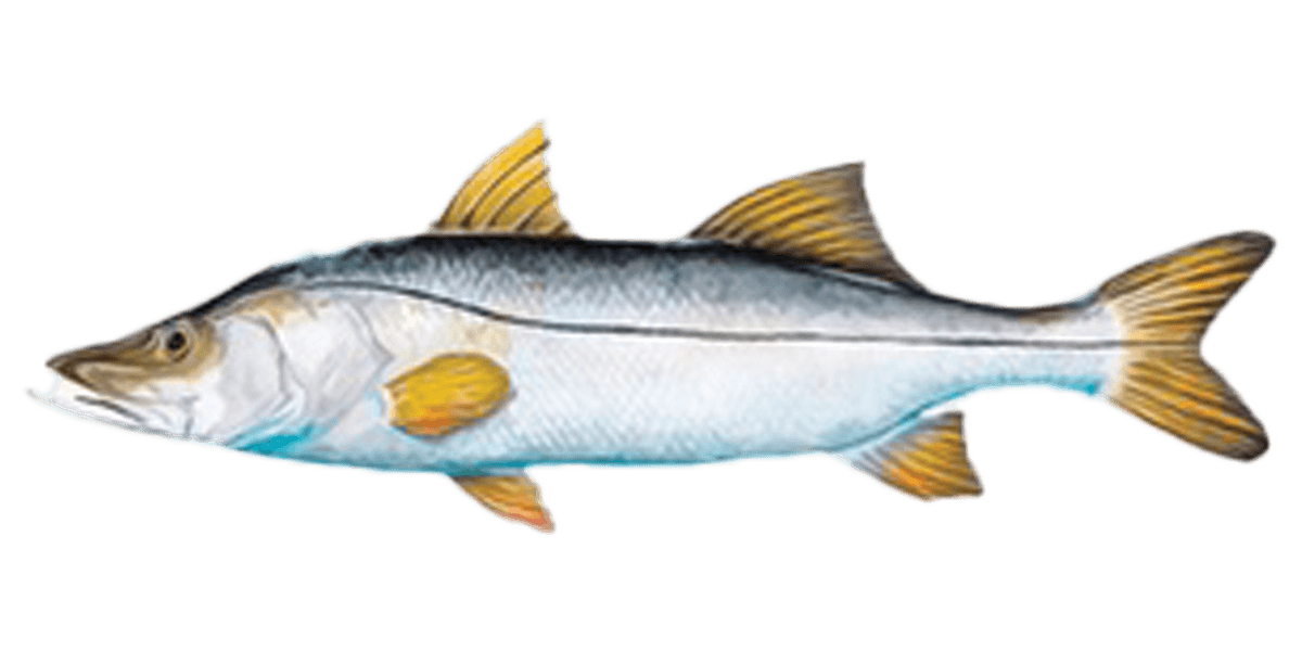 snook