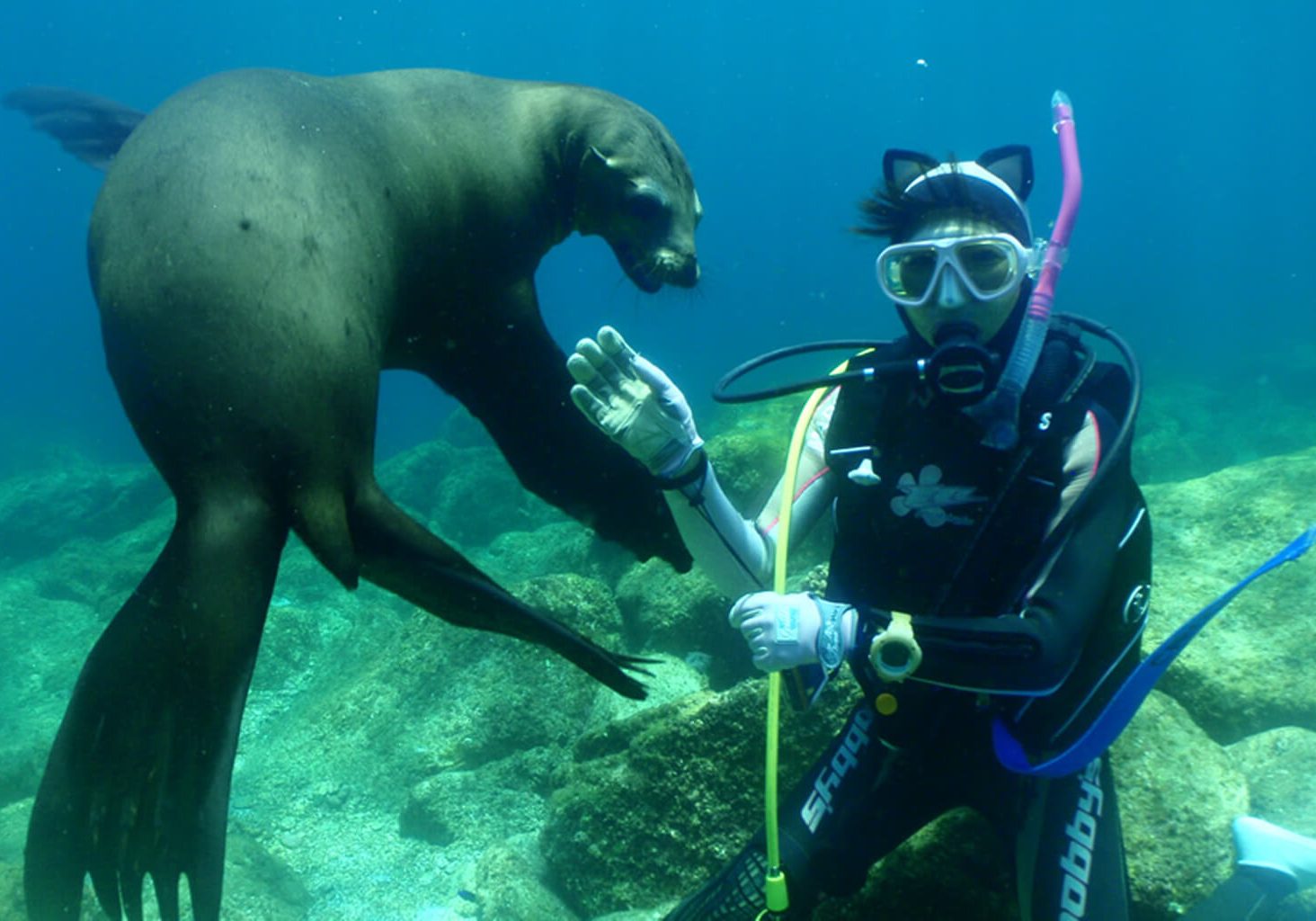 Dive into the crystal-clear waters of the Sea of Cortez, often called “The Aquarium of the World,” to experience vibrant marine life.