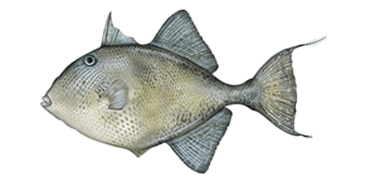 triggerfish