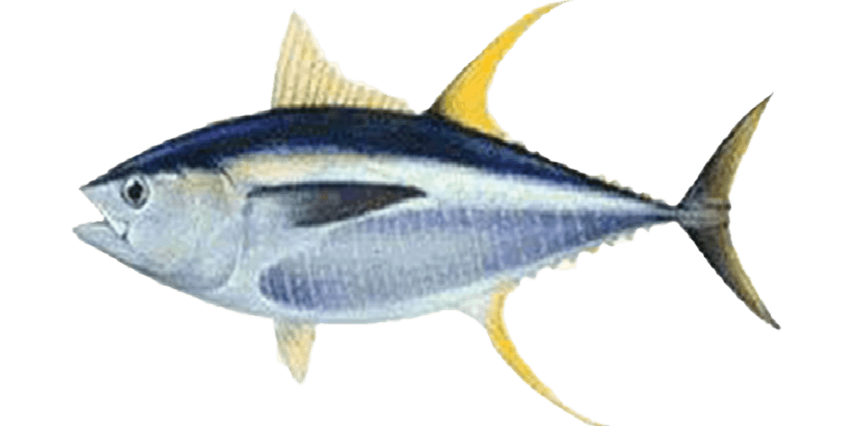 tuna
