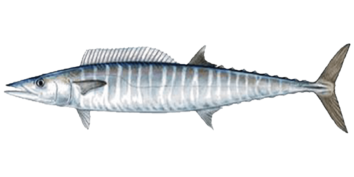 wahoo