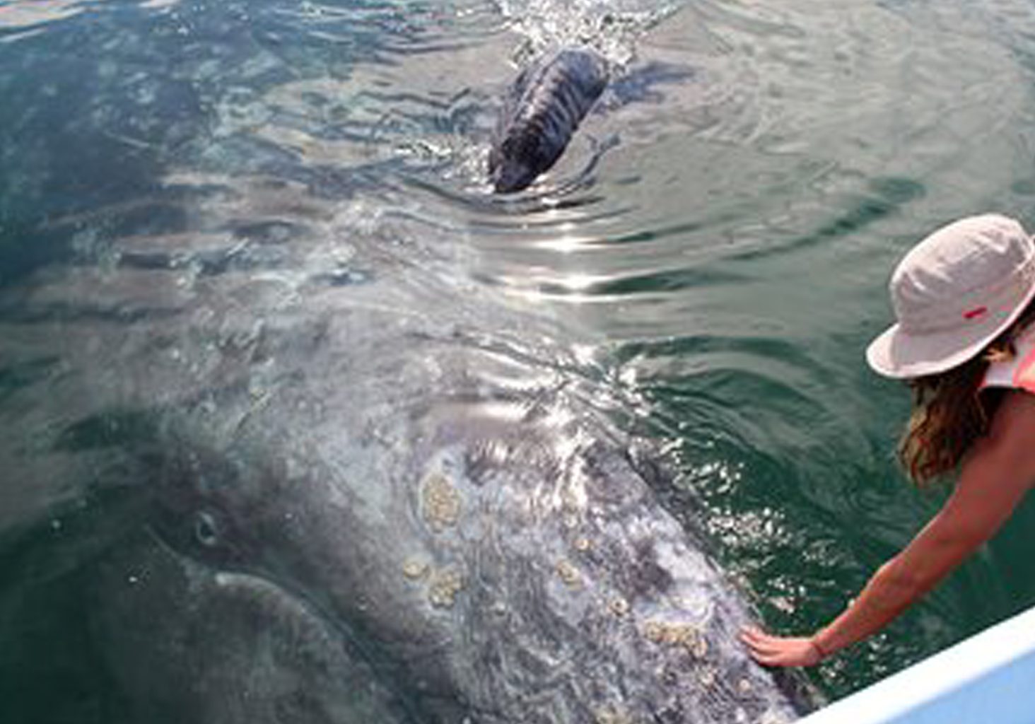 From December to April, experience the majesty of gray and humpback whales as they migrate to the warm waters off La Paz. Join a guided boat tour to observe these gentle giants up close.