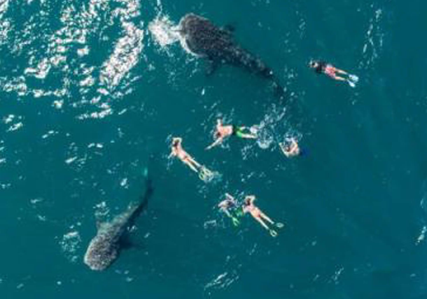 From October to May, La Paz offers the unique opportunity to swim alongside the gentle whale sharks, the world’s largest fish. This eco friendly experience is unforgettable for adventure seekers and nature lovers alike.