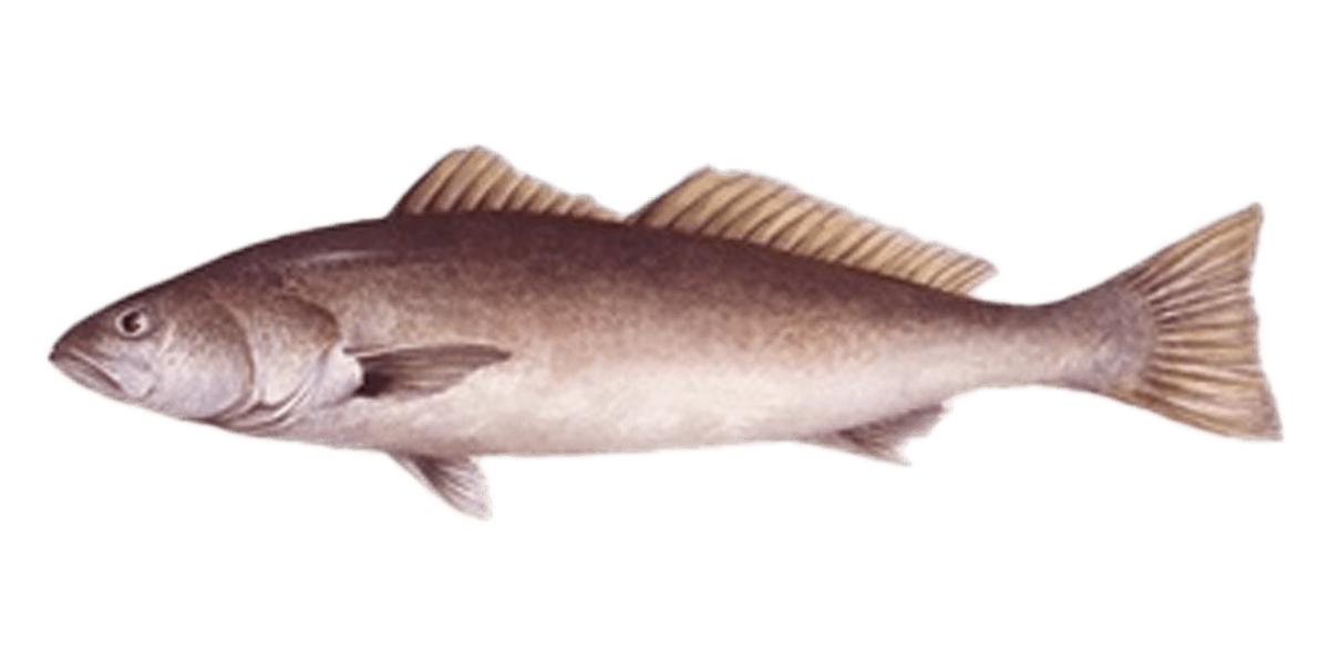 whiteseabass