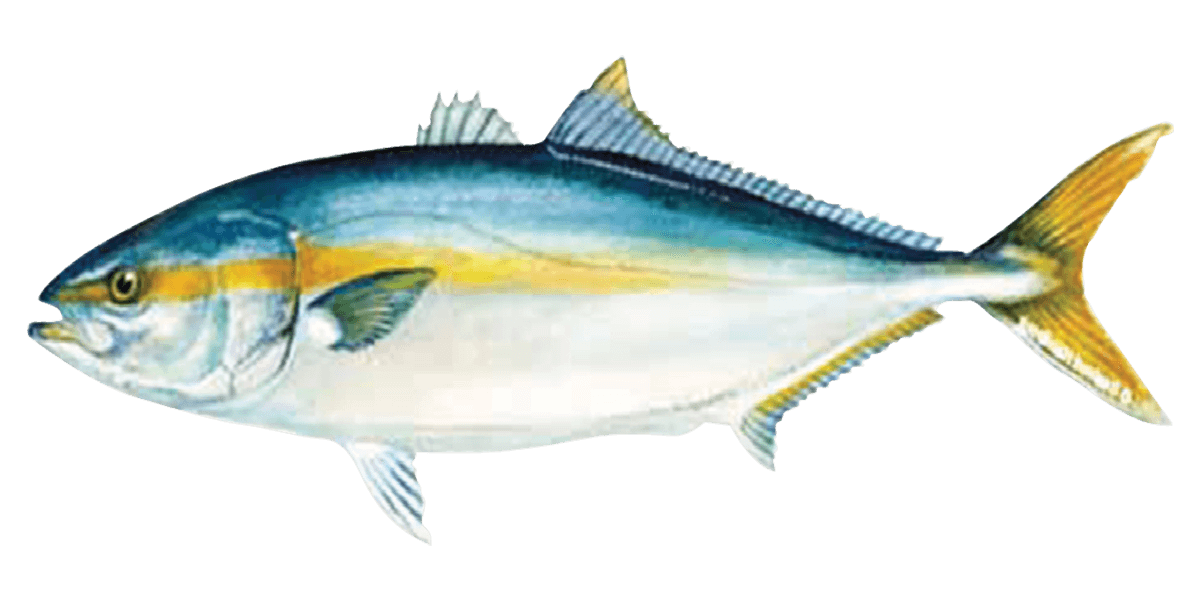 yellowtail